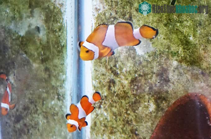 Lần đầu tiên, Viện Hải dương học Nha Trang lai tạo thành công cá hề nemo ảnh 0