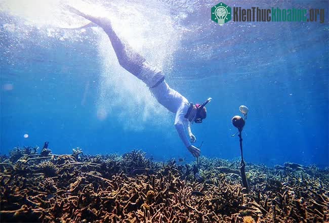 AI được huấn luyện để nghe âm thanh sự sống của san hô ảnh 0