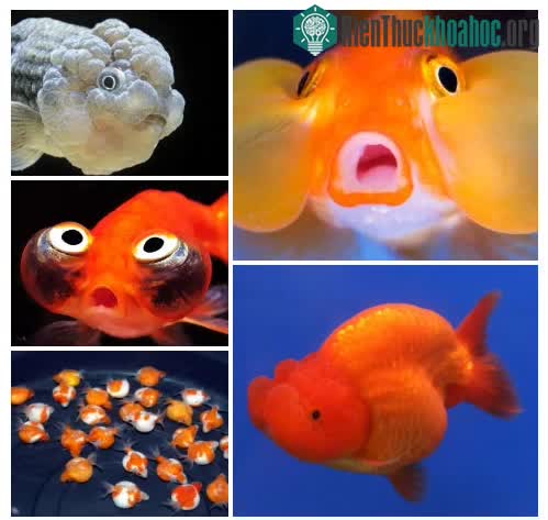 Loại cá cảnh nhiều màu sắc này có thể làm đẹp thêm cho một căn phòng của bạn.