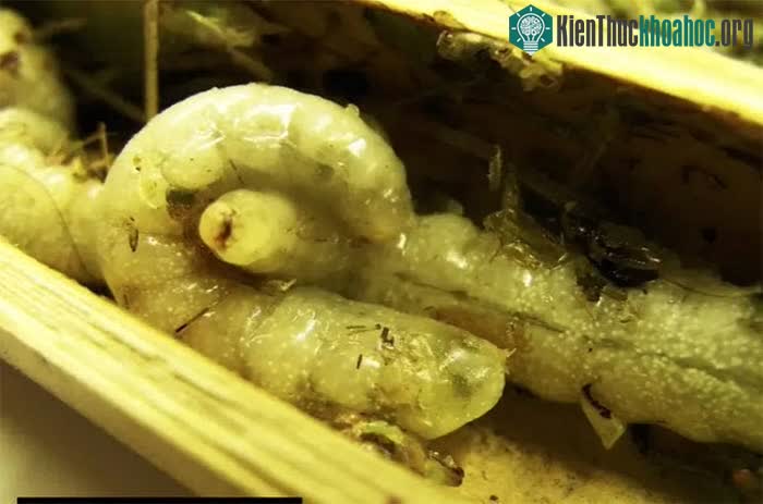 Ấu trùng Isodontia harmandi ăn thịt đồng loại để lớn lên.