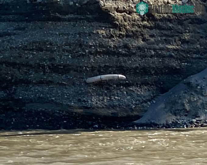 Ngà voi ma mút nhô ra khỏi bờ sông Koyukuk, Alaska.