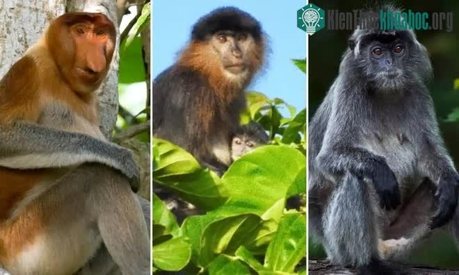 Lông của con khỉ lạ dài và rậm, giống như của một con voọc bạc