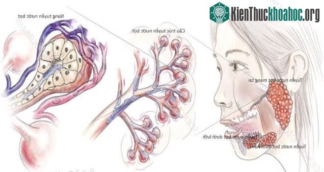 Hình ảnh giải phẫu tuyến nước bọt.