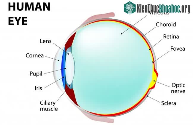 Cấu trúc phức tạp của một con mắt