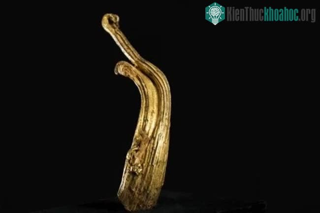 "Ram's Horn" có hình dạng bí ẩn giống như một chùm tua xoăn thay vì hạt vàng như thông thường.