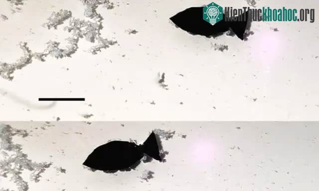 Robot cá có thể di chuyển linh hoạt trong nước và hấp thụ những hạt vi nhựa trôi nổi.