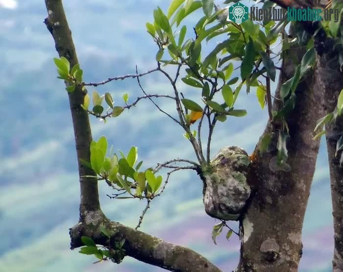Thoạt nhìn trông như một khối u dị dạng xuất hiện trên thân cây chủ.