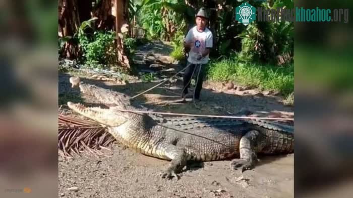 Bắt cá sấu khổng lồ