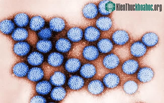 Virus có thể bám vào hạt vi nhựa và điều đó cho phép chúng tồn tại lâu hơn.