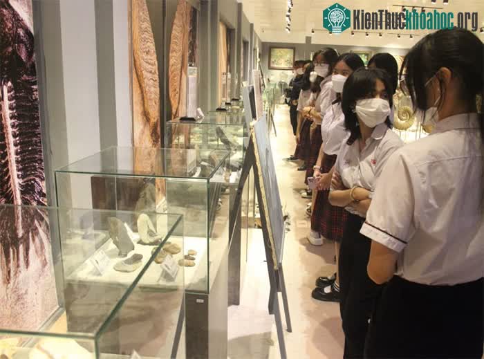 Triển lãm “Hóa thạch - Hành trình khám phá nguồn gốc sự sống trên Trái Đất”.