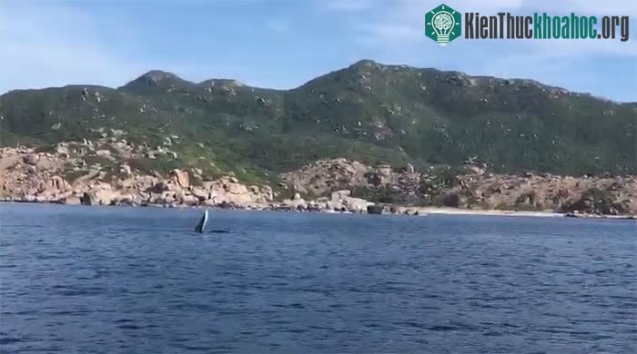 Chú cá voi đớp mồi được người dân ghi lại ở Cam Ranh