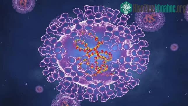Virus đậu mùa khỉ