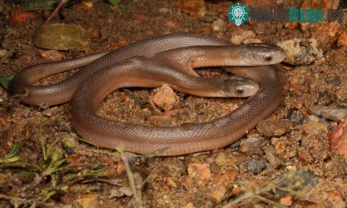 Rắn ăn trứng nâu miền Nam (Dasypeltis inornata) hai đầu hiếm gặp.