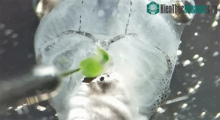 Các nhà khoa học tiêm vào cơ thể nòng nọc một loại tảo đặc biệt.