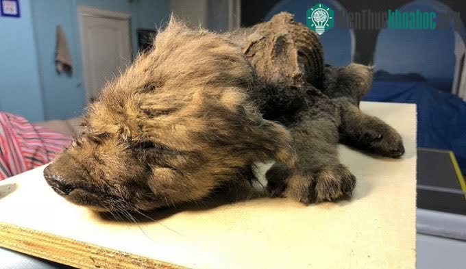 Nhóm nghiên cứu sử dụng mẫu vật lấy từ xác ướp chó sói non 18.000 năm tuổi ở Yakutia.