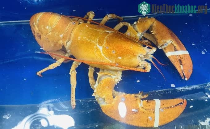 Tôm hùm vàng được trưng bày tại cửa hàng hải sản trên đường Nguyễn Văn Linh, quận 7