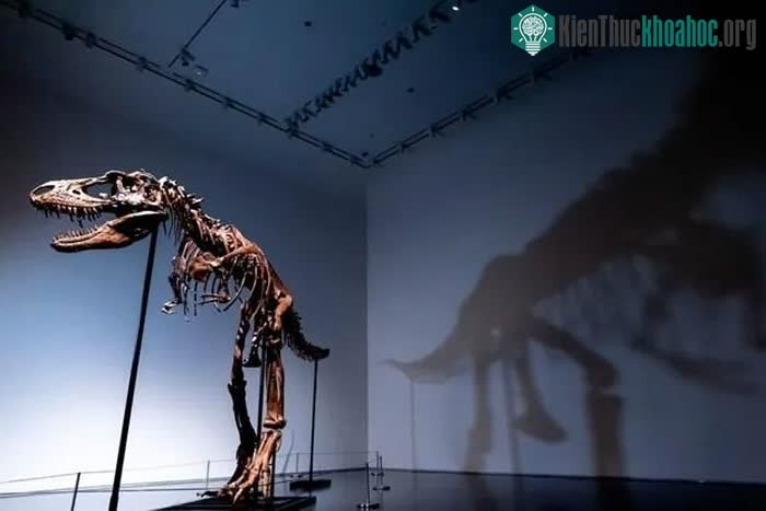 Bộ xương hóa thạch hoàn chỉnh của khủng long Gorgosaurus.