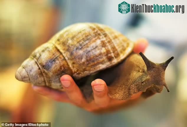 Loài ốc sên này mang ký sinh trùng viêm phổi ruột, gây viêm màng não ở người.