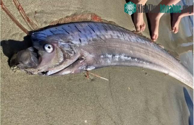 Vào lúc phát hiện, con cá Oarfish vẫn còn sống