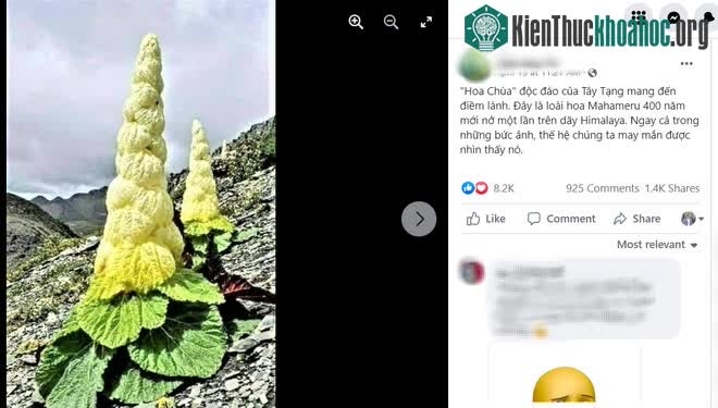 Loại cây này còn được gọi là Sikkim rhubarb.