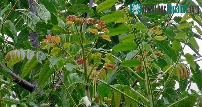 Cây xoan hôi mọc tự nhiên ở nhiều tỉnh biên giới phía Bắc nước ta.