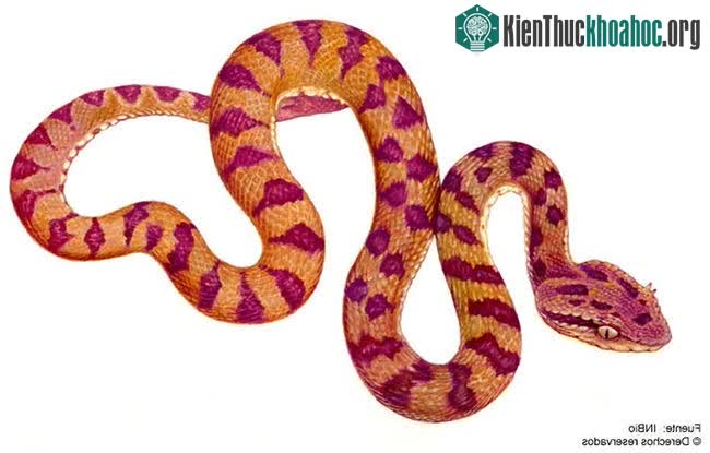 Rắn lục cọ Guatemala (Tên khoa học là Bothriechis supraciliaris).