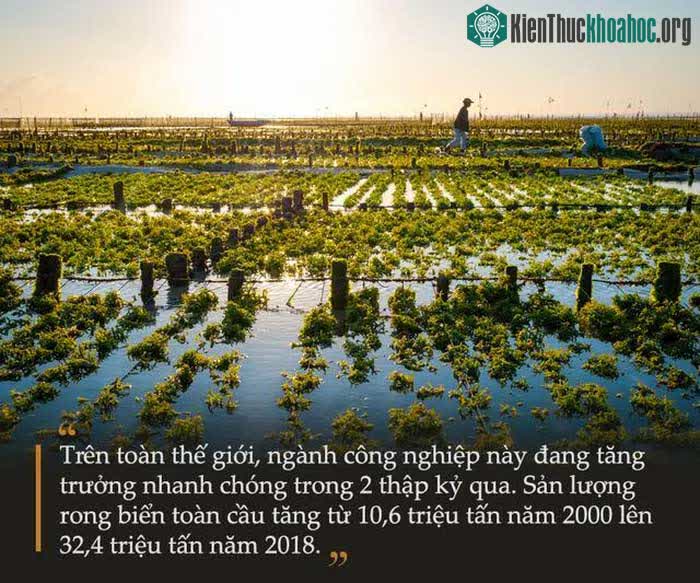 Những trang trại rong biển khổng lồ cho thấy ngành công nghiệp này đã phát triển với quy mô lớn.