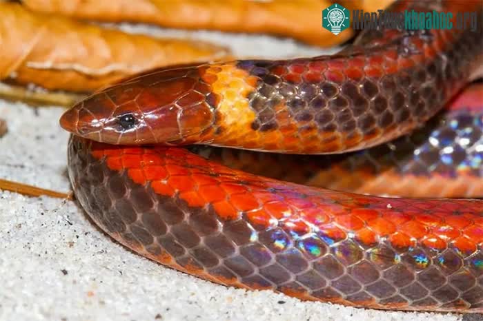 Phalotris shawnella dành phần lớn thời gian đời mình để đào và săn mồi bên dưới nền đất.&nbsp;