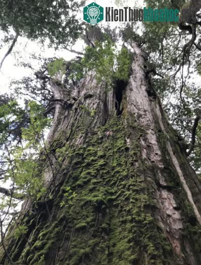 "Ông cố" Alerce Milenario của người Chile