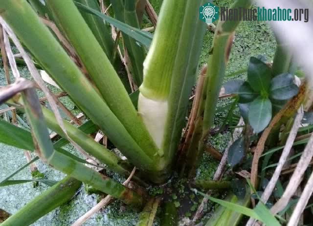 Sự xuất hiện của củ niễng từng bị coi là "tai họa".