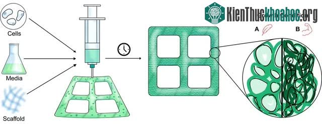 Một sơ đồ minh họa cách các tế bào thực vật có thể được nuôi cấy và in 3D thành các hình dạng tùy chỉnh