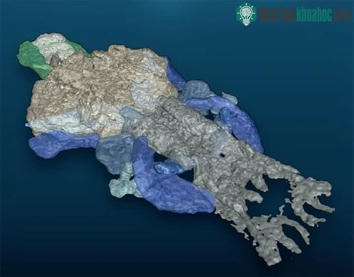 Cấu tạo hộp sọ được tái tạo trên hình ảnh 3D của loài Palaeospondylus.