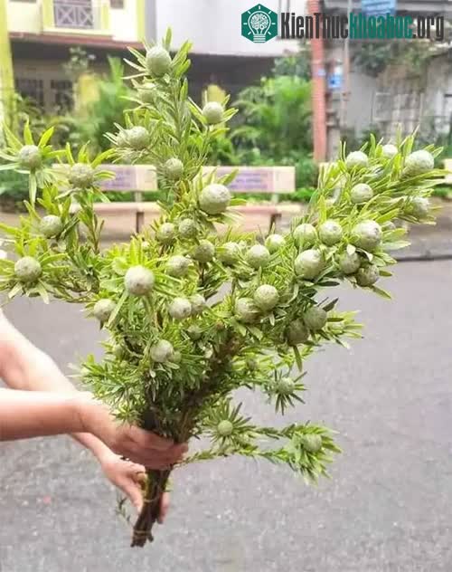 Mỗi bó thông đá được bán trên thị trường mức giá dao động từ 130.000 - 150.000 đồng.