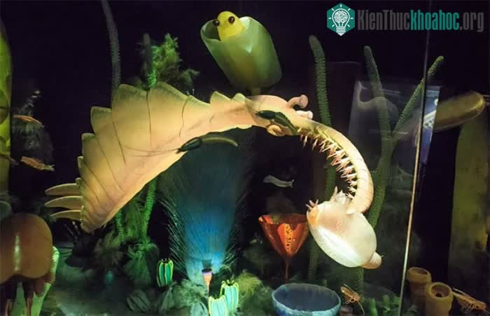 Anomalocaris