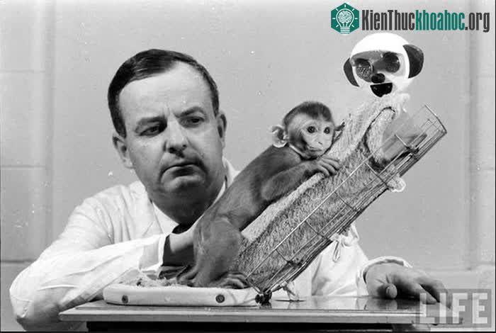 Harry Harlow