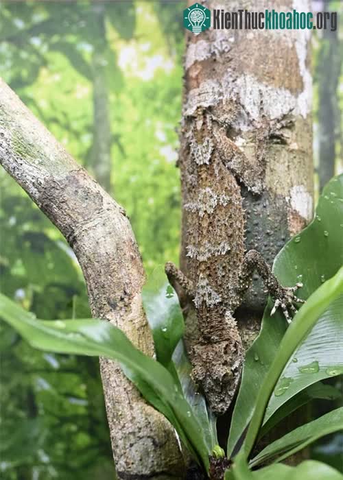 Tắc kè đuôi lá