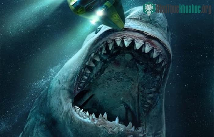 Loài cá quen thuộc này đã đẩy "quái thú" Megalodon tới bờ tuyệt chủng ảnh 1