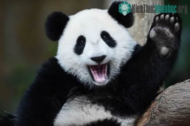 “Ngón cái giả” ấy thực ra là xương cổ tay đã phát triển quá lớn