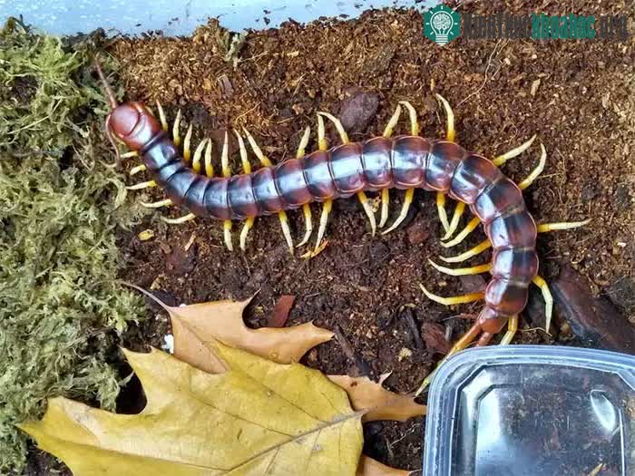 Một cá thể Scolopendra gigantea chân trắng.
