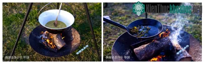 Rong biển có tác dụng đáng kể đối với bệnh bạch cầu và các triệu chứng loét khác nhau.