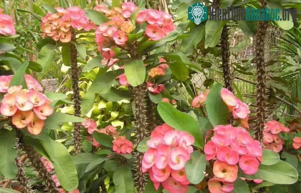 Theo phong thủy, loại cây có gai nhọn như xương rồng không nên trồng trong nhà.
