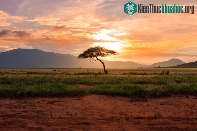 Với những nơi có ít mưa, sẽ xuất hiện nhiều đồng cỏ cao, cây bụi gọi là savan.