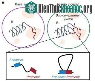 Ký ức được hình thành như thế nào? ảnh 1