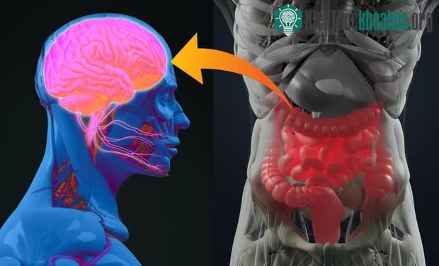 Top 8 bộ phận cơ thể ẩn giấu nhiều điều thú vị mà đến chính bản thân bạn cũng không hề biết ảnh 1