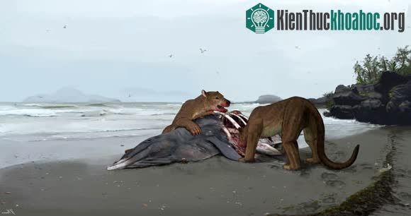 Loài chó lai gấu khổng lồ đang săn một con thú lớn bên bờ biển nước Pháp 12 triệu năm trước