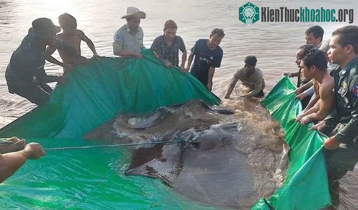Con cá đuối được ngư dân đưa đến vùng nước nông hơn để các chuyên gia kiểm tra và gắn thẻ.
