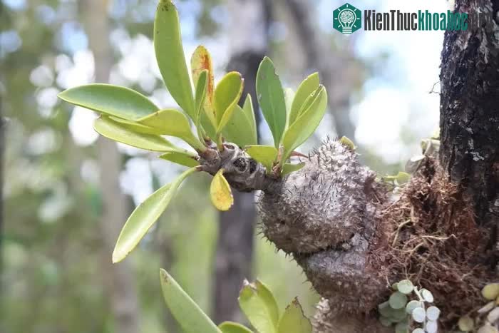 Đồng bào dân tộc Tây Nguyên đã dùng cây ổ kiến như một vị thuốc chữa bệnh.