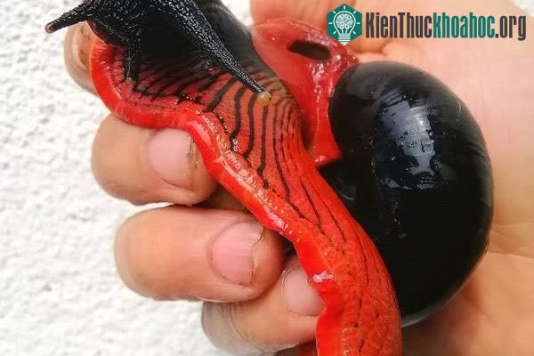 Ốc sên là loài động vật thân mềm có vỏ cứng bên ngoài.