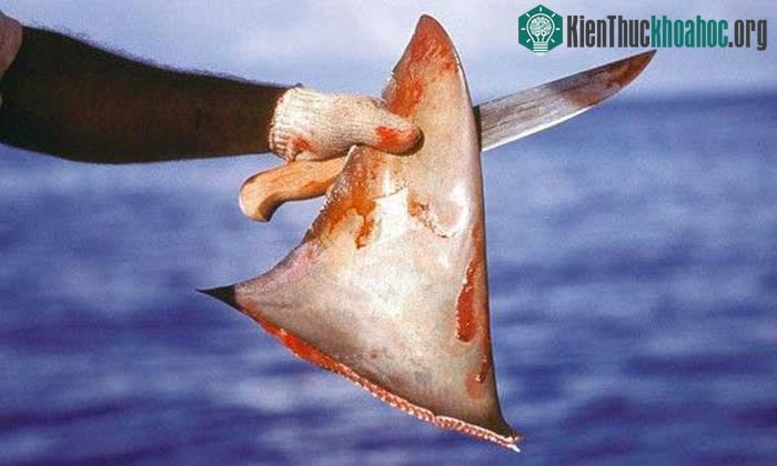 Phần vây của cá mập mới là thứ đáng giá nhất.