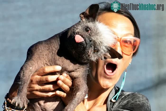 Chú chó này được lai giữa giống Chihuahua và chó có mào.